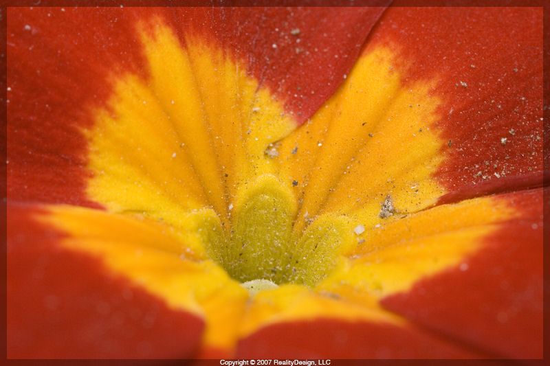 Red & Yellow Flower in the front yard #2