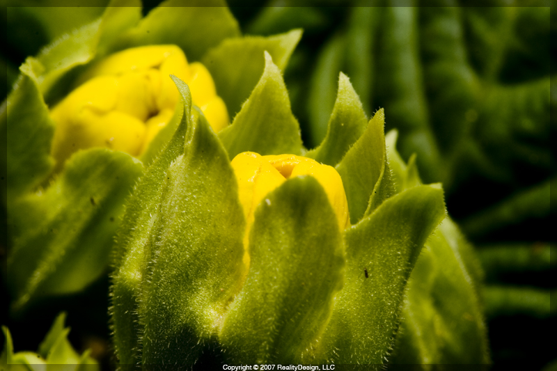 Very small flower buds #2