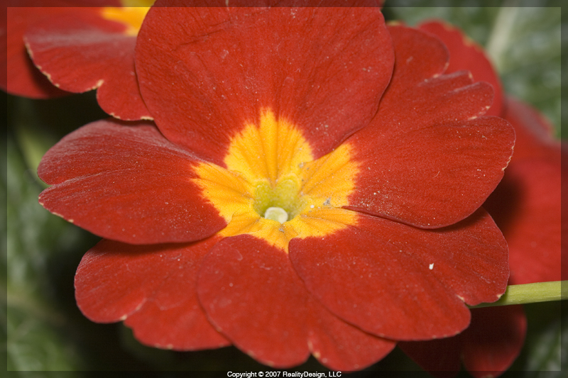 Red & Yellow Flower in the front yard #1