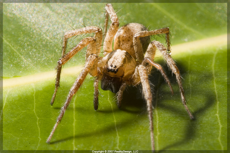 Funnel Weaver - Araneae: Agelenidae