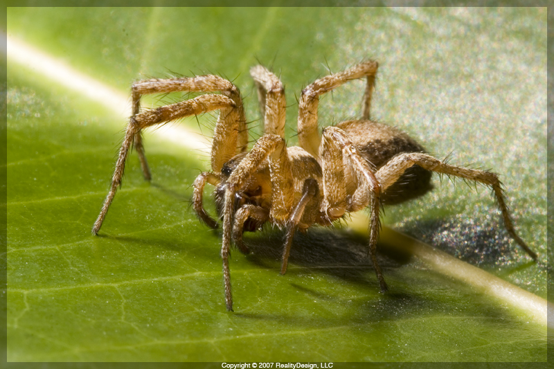 Funnel Weaver - Araneae: Agelenidae