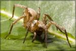 Funnel Weaver - Araneae: Agelenidae