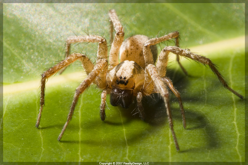 Funnel Weaver - Araneae: Agelenidae