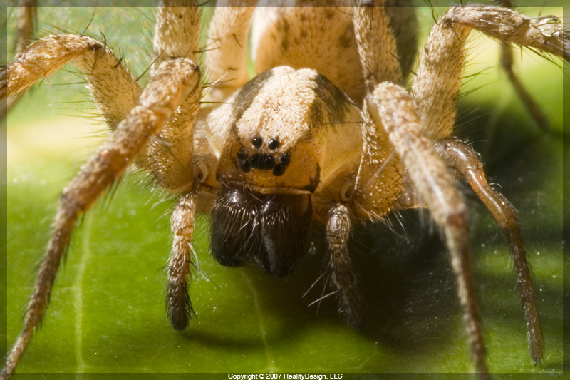 Funnel Weaver - Araneae: Agelenidae