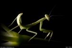 Stagmomantis Californica - California Praying Mantis (Baby, 0.5" long)