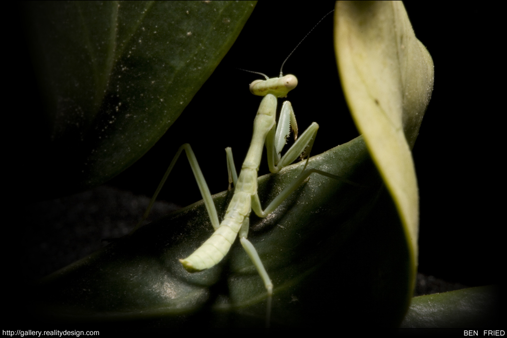 Stagmomantis Californica - California Praying Mantis (Baby, 0.5" long)