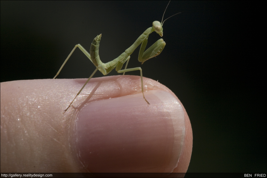 Stagmomantis Californica - California Praying Mantis Baby on My Finger