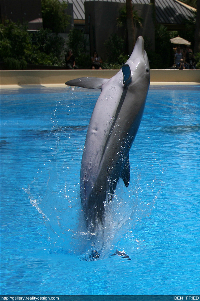 Dolphins at the Mirage