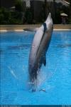 Dolphins at the Mirage