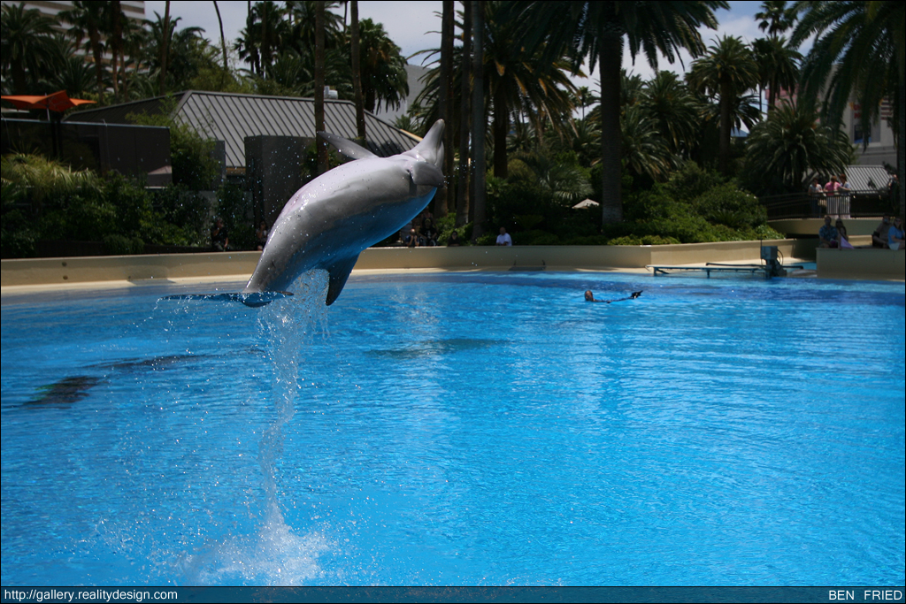 Dolphins at the Mirage