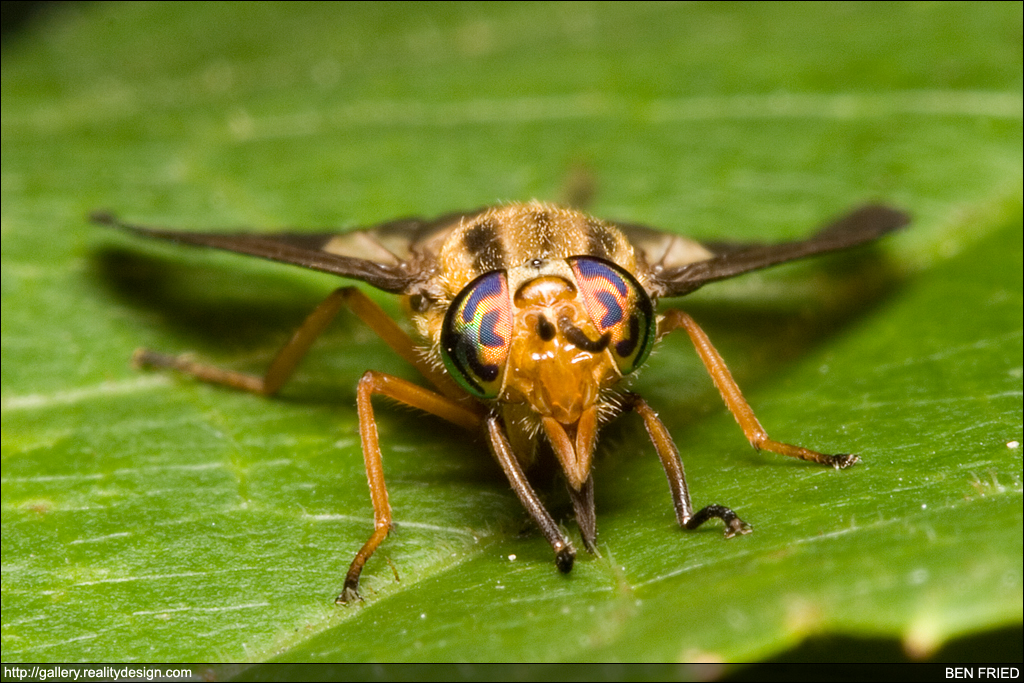 Chrysops - Deer Fly