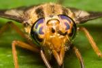 Chrysops - Deer Fly