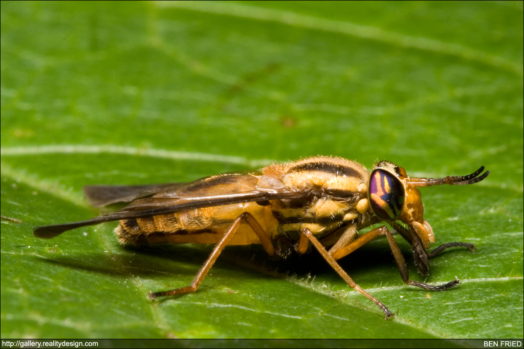 Chrysops - Deer Fly