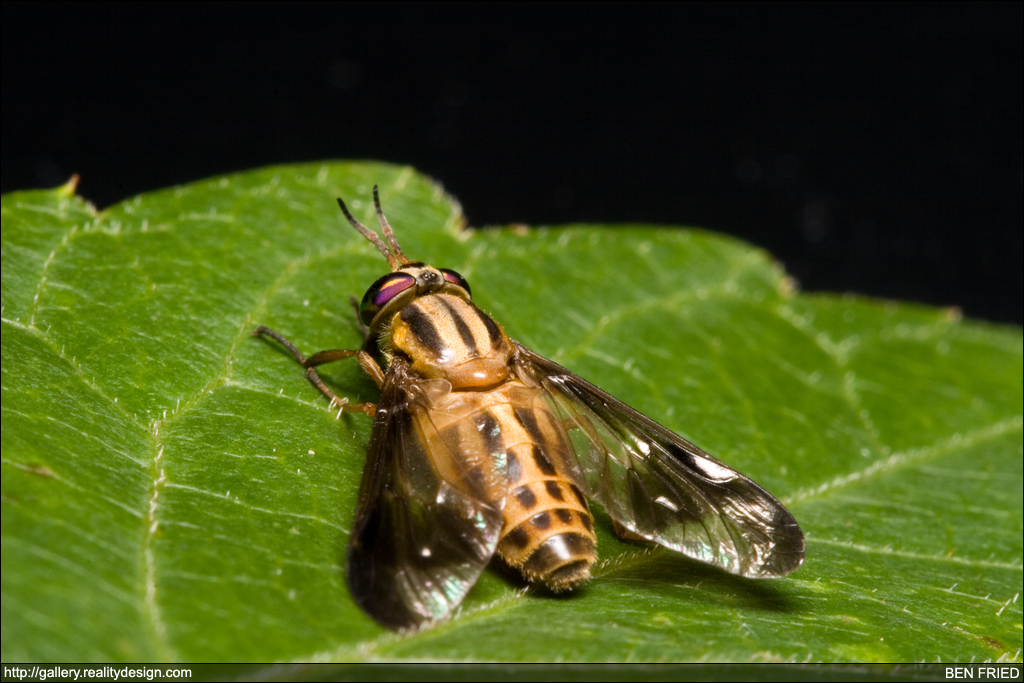 Chrysops - Deer Fly