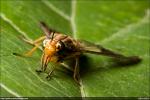 Chrysops - Deer Fly