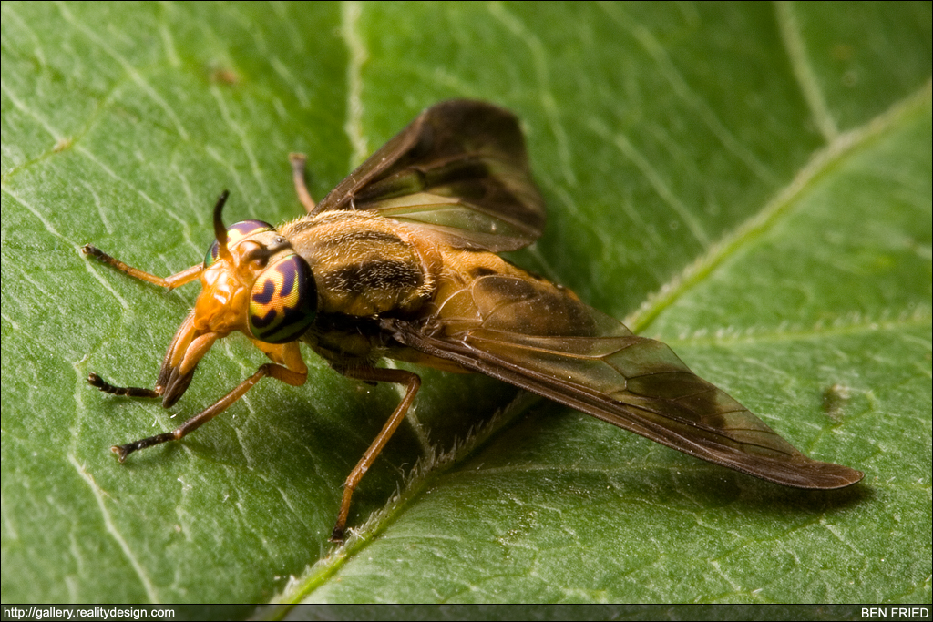 Chrysops - Deer Fly