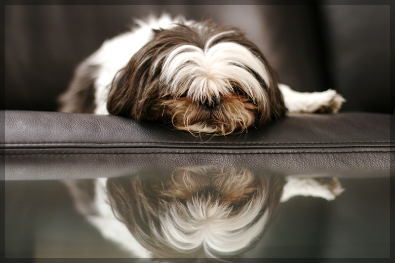 Zoey on the couch