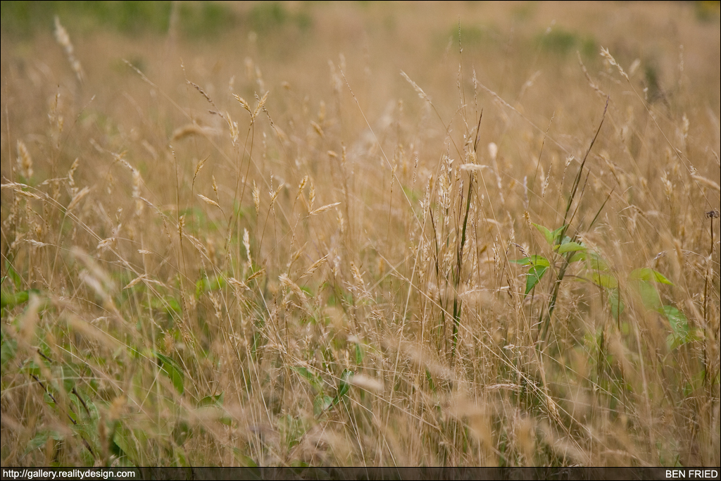 A Field at Makonikey