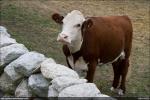 Cows - "Fine, I'll Pose."