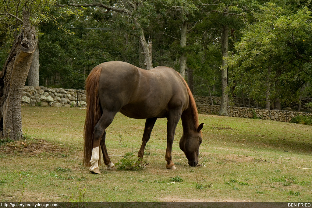 The Chocolate Horse