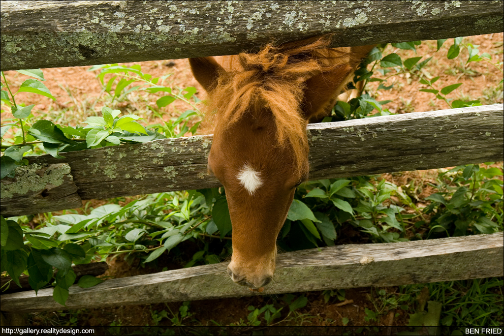 The Cutest Horse in the World 2