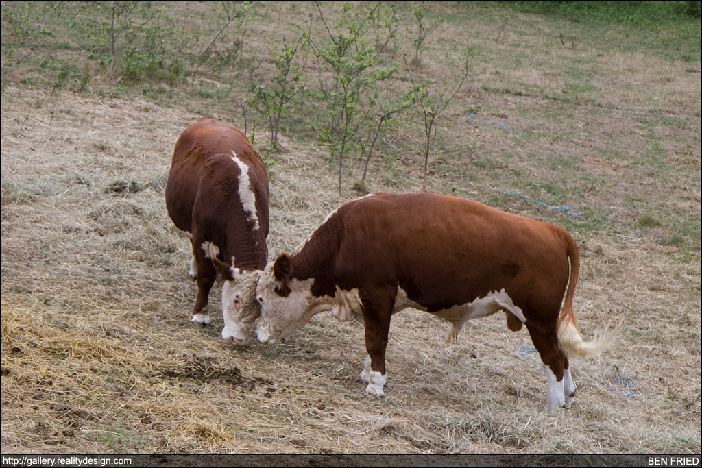 Cows - Head to Head