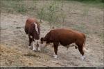 Cows - Head to Head