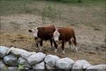 Cows - "WTF are you looking at?"