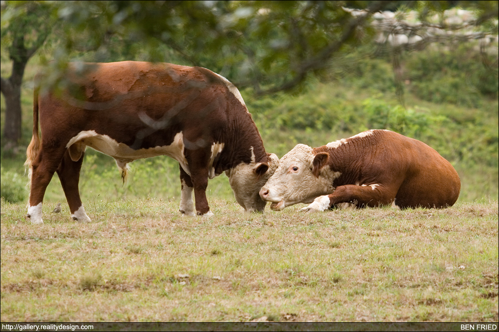 Cows - "Psssst...let me tell you a secret."