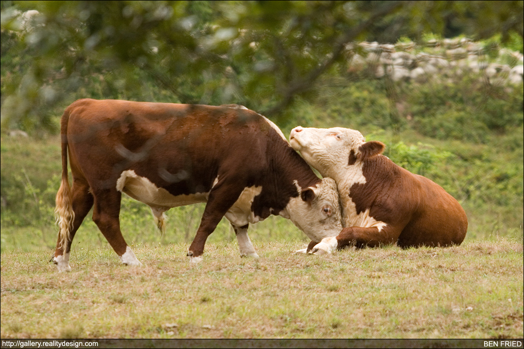 Cows