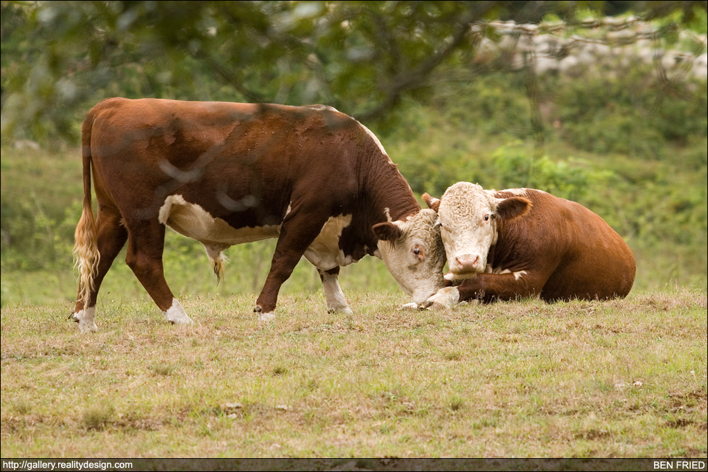 Cows - "I think that guy's taking pictures of us... What an ***hole."