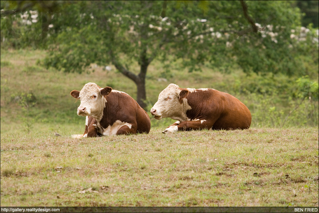 Cows - "He's still there, stop looking."