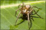Funnel Weaver - Araneae: Agelenidae