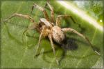 Funnel Weaver - Araneae: Agelenidae