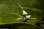Stagmomantis Californica - California Praying Mantis (Baby, 0.5" long)