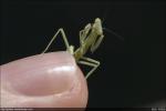 Stagmomantis Californica - California Praying Mantis Baby on My Finger