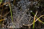 Dew in the Grass