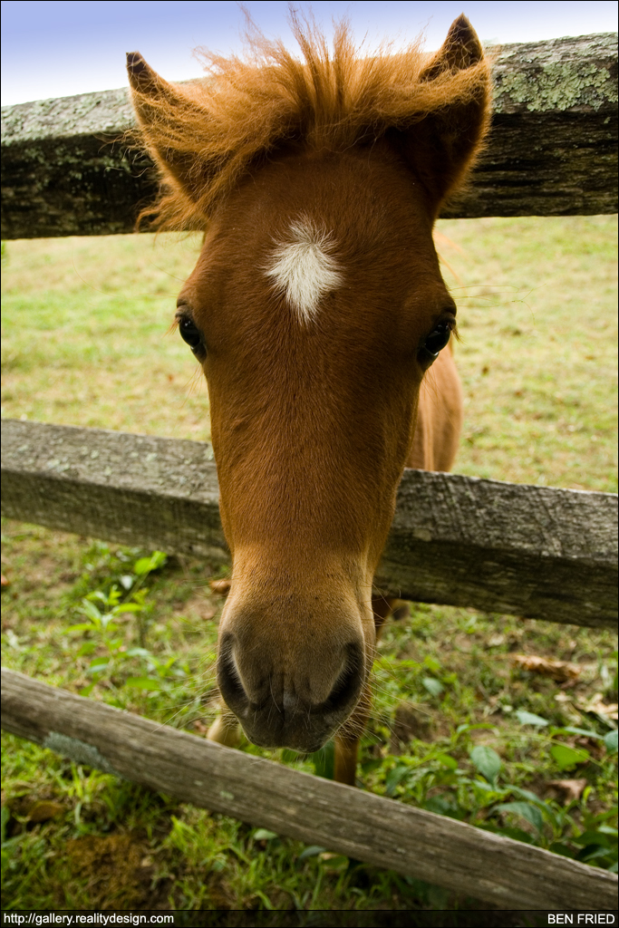 The Cutest Horse in the World